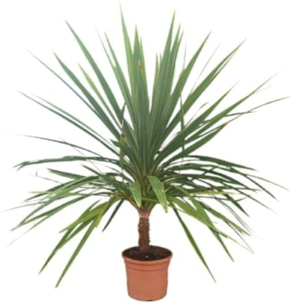 Planta natural Cordyline Peko, 100-120 cm. Planta tropical con hojas alargadas y coloridas, rojas y verdes, muy ornamental y decorativa. Perfecta para interior o exterior. Segura Garden.
