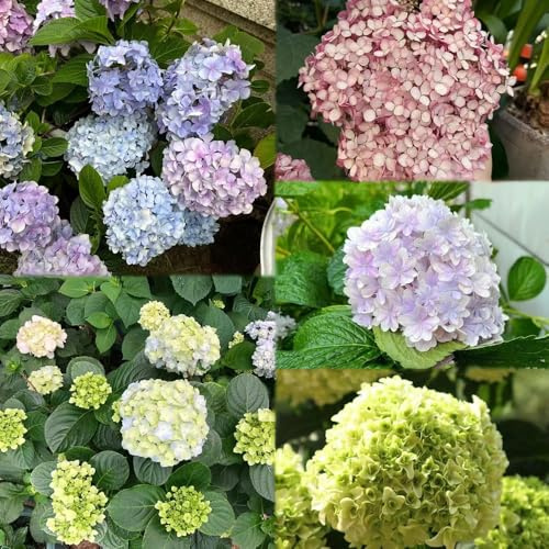 1000 pezzi semi di ortensie - resistenti resistenti di decorazione semi giardino
