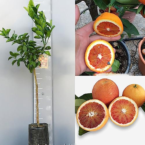 SAVINI VIVAI Oranger, Agrume, Tarocco Sanguinello Orange en Phytocell, Hauteur 100-120 cm 1 An de Greffe,