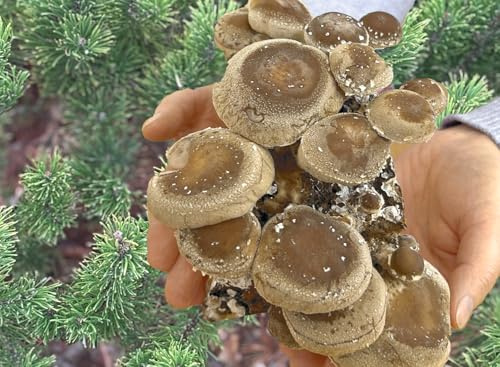 Bio-Shiitake-Pilzzuchtzwerg - für die eigene Pilzzucht