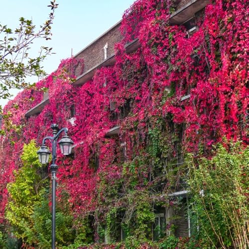 semi di vite selvatica - prodotti sostenibili Parthenocissus tricuspidata - giardino roccioso resistenti verdi regali per giardinieri esotiche decorazione 200pcs