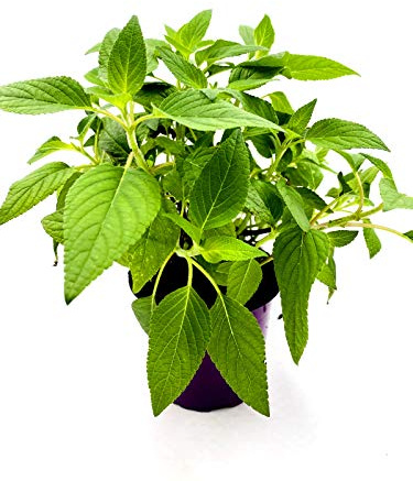Ananas Salbei Salvia rutilans Kräuter Pflanzen 3stk.
