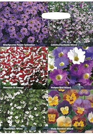 RHS Flowers for Hanging Baskets 6 Varieties Seed Collection