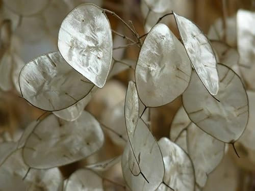 Buy4seeds 25 Mixed Pink, Purple & White Lunaria Honesty Seeds Easy to Grow Garden on Your Garden