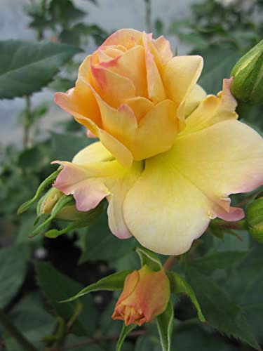 Rosa Pas de Deux - Kletterrose Pas de Deux