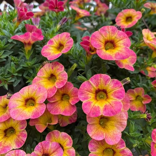 Zauberglöckchen hängepflanzen winterhart mehrjährig balkon garten dekopflanzen kräutersamen pflanztöpfe wildkräuter garten hochbeet schnittblumen exotische zimmerpflanzen winterharte 550samen