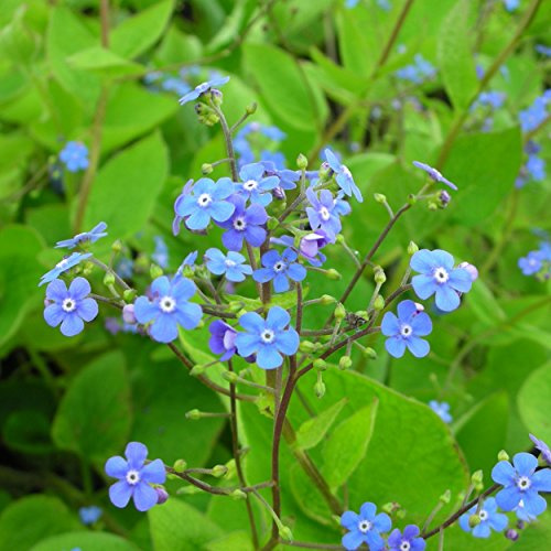 Blumixx Stauden Brunnera macrophylla – Kaukasus-Vergissmeinnicht, blau blühend, winterharte Staude, robust, für den Frühlings-Garten