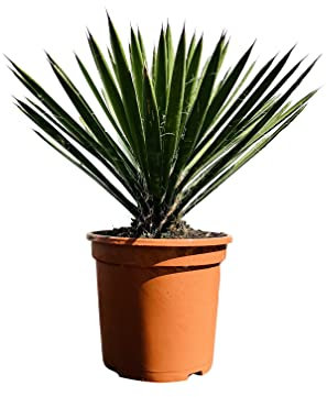 Tropictrees - Palme - Palmlilien - Yucca Filifera - 60 cm - winterhart - A+
