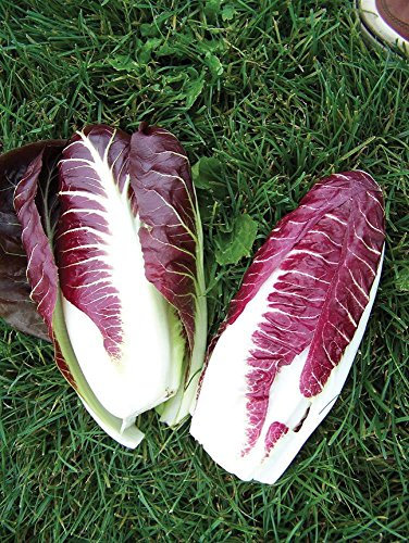 Germinazione dei Semi: Radicchio Fiero Ibrido 50 grani