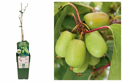 POWERS TO FLOWERS - ACTINIDIA DELICIOSA JENNY, KIWI, AUTOFERTILE, piante vere