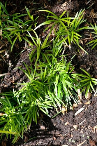 Ophiopogon japonicus 'Minor' 9x9 cm Topf – Immergrün, Winterhart, Pflegeleicht – Schlangenbart – Bodendecker für Garten & Beet
