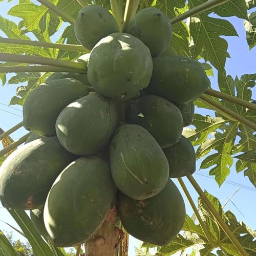 Semillas de plátano indio,jardín perennes resistentes,decorativas Maceta bonsái,árbol para jardín,coloridas jardín 20pcs