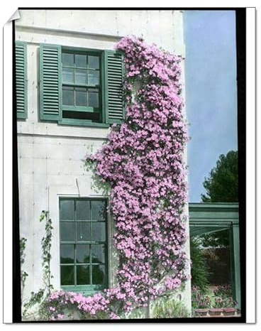 Media Storehouse Clematis Montana Rubens Print - Print 10x8 (25x20cm) (4422987)
