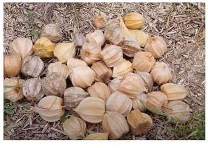 Pcs - 400x Ananaskirsch Sunfruit Fraise Physalis Edulis Plantes - Graines K446 - Seeds & Plants Shop by Ipsa