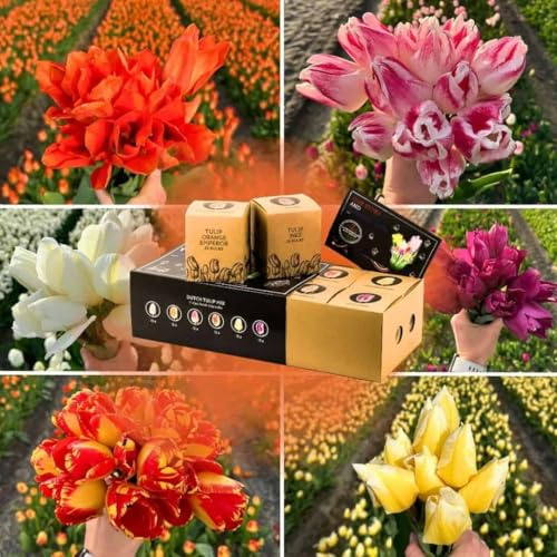Tulpanlökar Dutch Tulip Mix - 90 blomsterlökar - lök storlek 12+ - lyxig presentförpackning stor, färgglad tulpanmix, storblommig, vinterhärdig - direkt från odlaren - Flowerbulbs Amsterdam