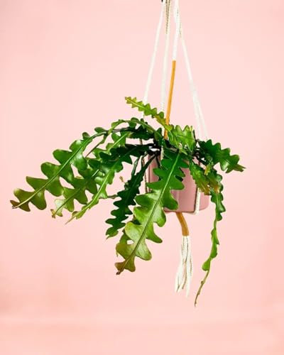 Epiphyllum Anguliger Cactus Colgante | Planta Natural | Pur Plant