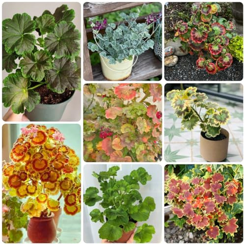 geraniensamen pelargonium bio balkon blumendeko geranien balkon blumenwiese frühlingsblume winterharte kübelpflanzen schattenpflanzen wildblumensamen wiesensaatgut garten geschenk 100samen