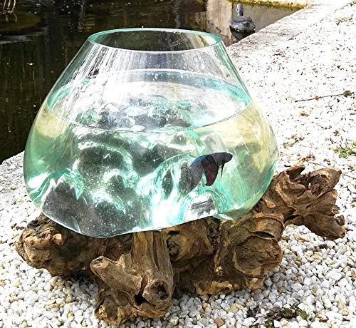 Vase/Aquarium en Verre soufllé sur Racine de Bois, modèle Unique (Hauteur Environ 25cm). Choix sur Photos ENVOYEES Suite A Votre Commande. Vendeur Francais. Livraison en Point Relais