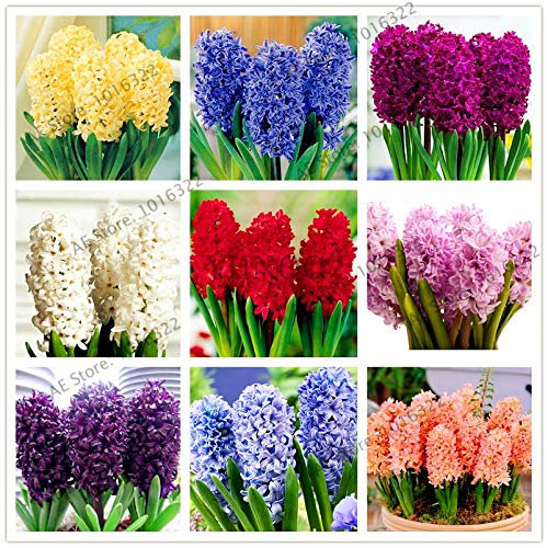 Shopmeeko Samen: 100pcs / bag Hyacinth Pflanzen Bonsai-Blumen-Garten (nicht Hyazinthe Glühbirne) Holland hydroponischen Blume Outdoor-Anlage: MIX