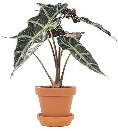 Alocasia Amazónica Polly con Maceta de Cerámica Planta Oreja de Elefante Planta de Interior Natural