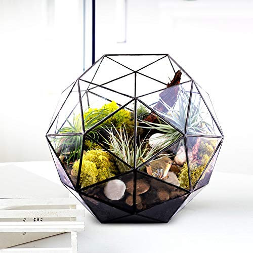 BFYDOAA Geometrisches Terrarium für Luftpflanzen, Sukkulenten, Farn, Klarglas-Tisch-Landschaftsbehälter für DIY-Miniatur-Feengarten