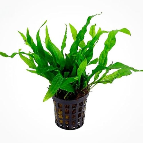 Microsorum pteropus petite/mini - Petit Java fern