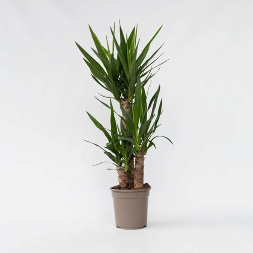 Yucca Elephantipes - Giglio delle palme - 70-80cm - Ø21cm - Pianta d'appartamento - Sempreverde