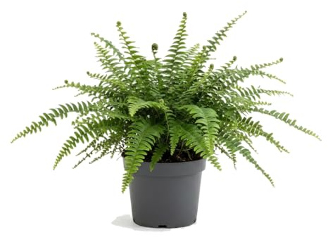 Helecho de Boston Natural Nephrolepis Exaltata | DECOALIVE | Maceta de 14 cm de Diámetro | Altura de Planta 35 cm
