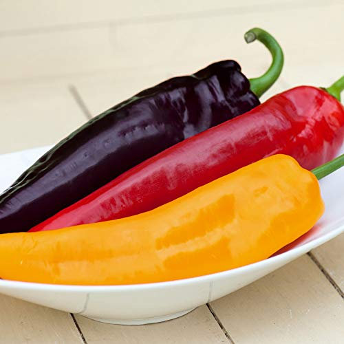 Sweet Pepper 'Tasty Mix All Season' Bell Pepper Half-Hardy Annual Vegetable Harvest Garden Plants Grow Your Own 1 x Seed Packet (6 Seeds) Sweet Pepper 'Tasty Mix All Season' by Thompson and Morgan