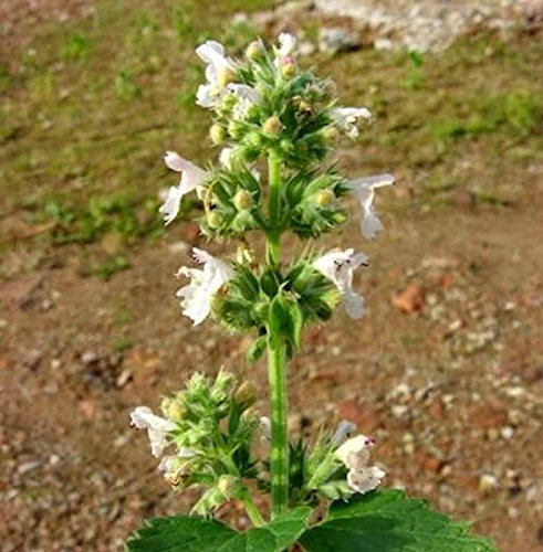 Katzenminze Alba - Nepeta faassenii - lebende Gartenpflanze aus den Baumschulen