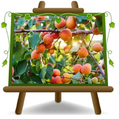 EURO PLANTS VIVAI Albicocco Precoce Varietà Cremonini - Pianta da Frutto in Vaso ø 22-24 cm - *Altezza 180-200 cm- Eta' 4 Anni