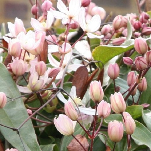 2 x Clematis Armandii Apple Blossom (verde sempreverde, rosa, profumo, pluriennale e dura invernale) | Set di 2 piante rampicanti sempreverdi, a crescita rapida – 2 vasi da 1,5 litri