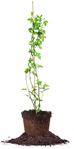 PERFECT PLANTS Perfect Plants Arapaho BlackBerry Bush 3 Gallon | Live Fruit Trees for Outdoor Planting | Self Fertile Blackberries & Thornless for Easy Picking | Sweet & Healthy Black Berries