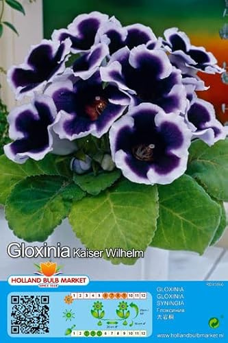 Gloxinia Gloxine  Kaiser Wilhelm  1 Blumenzwiebeln/Knolle