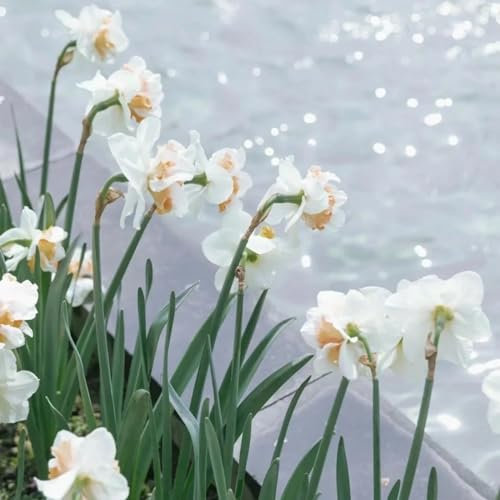 Narciso Bulbi,Piante erbacee perenni,Narcisi bulbi rosa,narciso fiore bulbi,bulbi di fiori doppi,Bulbi belli e sani,Daffodil bulbi Mix(Senza semi,non artificiali)-8bulbi-N