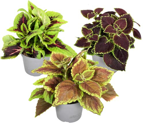 Plant in a Box - Coléus - Mix de 3 - Plectranthus scutellarioides - Hauteur 25-40cm - Pot 13cm - d’intérieur ou d’extérieur - Différentes couleurs