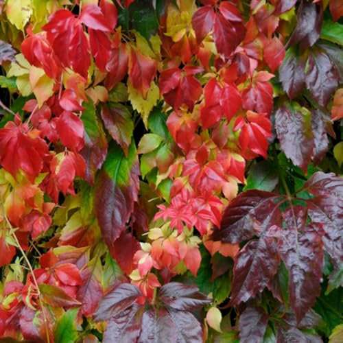 Bloomique - Lot de 2 - Parthenocissus Quinquefolia Engelmannii - Vigne Sauvage - Plantes Grimpantes - Plantes de Jardin - Rustiques - Pot 15cm - 70-80cm de Haut