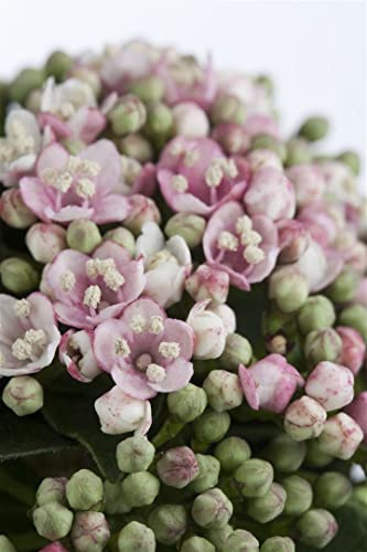 Viburnum tinus 'Eve Price' 40–60 cm – Winterhart, Immergrün, Mehrjährig – Lorbeer-Schneeball – Heckenpflanze für Garten & Sichtschutz