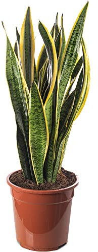 Schlangenpflanze Sansevieria hohe Zimmerpflanzen exotische große Bäume für Ihr Zuhause.