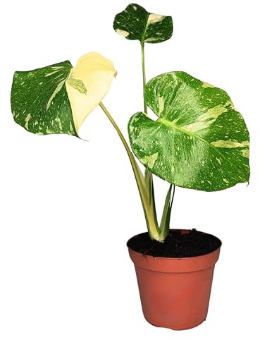 I GIARDINI DI GIULIA - Monstera Thai Constellation | Pianta da Collezione Vero | Crescita Veloce | Purifica l'Aria | Facile Manutenzione | Piante Vere da Interno, Verde e Bianco, 70 cm, Vaso 17 cm