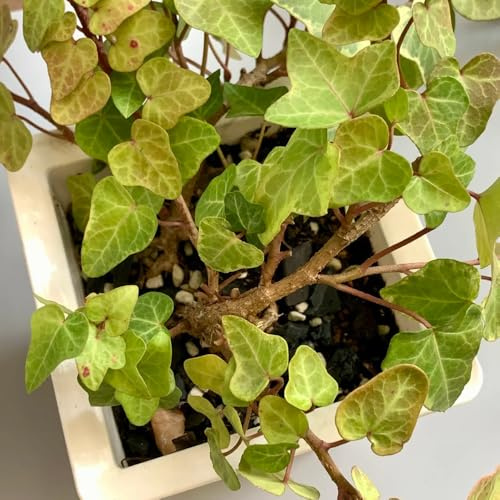 Edera, pothos - rampicanti rampicanti di edera bonsai interno esotico sul balcone giardino resistenti balcone resistenti in vaso Decorazioni giardino per 400semi