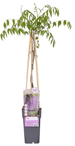 Blauregen - Wisteria floribunda 'Naga Noda' - Purpurner Regen - Ø15cm 65cm - Schnellwachsende Kletterpflanze mit langen, violetten Blütentrauben für Pergola, Zaun & Garten