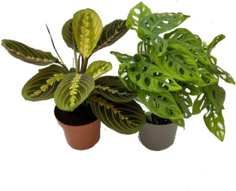 Monstera Obliqua y Maranta Tricolor Pack de 2 Plantas de Interior Naturales muy Originales