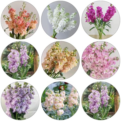 levkojen usambaraveilchen pflanzensamen kräuterpflanzen blumengarten exotische zimmerpflanzen blumensamen mehrjährig winterhart gartensamen kräutersamen schnittblumen blumendeko 160samen