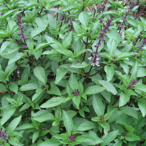 Basilikum Zimt 250 x Samen aus Portugal 100% Natursamen ganz feiner Zimt-Geschmack absolute Rarität handgepflückt und sonnengetrocknet…