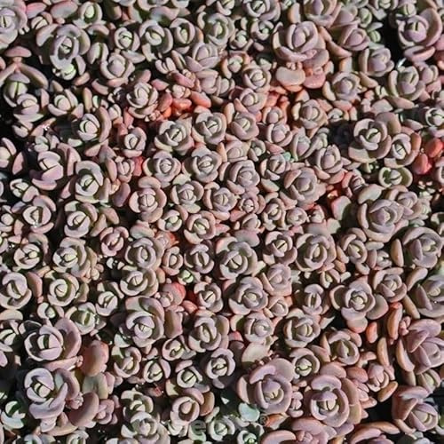 Rosenteppich Fetthenne Sachalin - Sedum cyaneum - lebende Gartenpflanze aus den Baumschulen