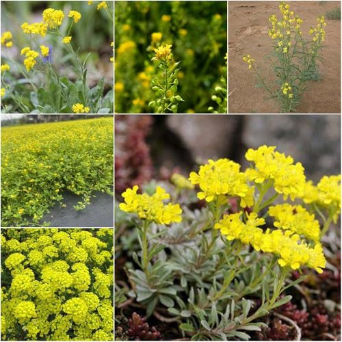 steinkraut - balkon balkonblumen steinkraut winterhart pflanzensamen pflanztöpfe mehrjährig winterhart balkonpflanzen 800samen