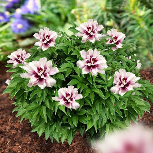 Piante Vere da Esterno - 1 Peonia Pianta Vera Itoh Pink Passion - Perenni - Piante e Fiori Esclusivi dall'Olanda - per giardino, vasi e balcone (non semi, non bulbi, non artificiali)