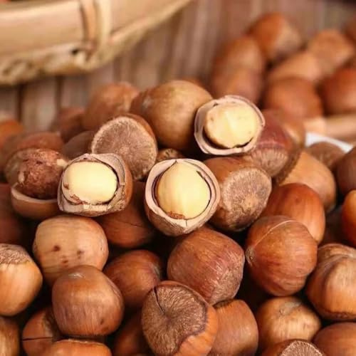 Semillas de avellano, perennes Semillas de avellana, Corylus avellana, de interior exóticas de jardín resistentes 10pcs