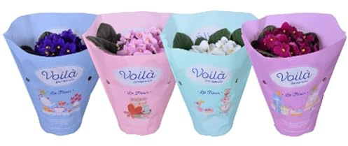Violeta Africana - Pack 4 Plantas - Flores de Colores - Saintpaulia - Plantas Vivas